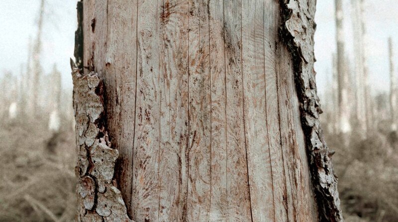 Der Borkenkäfer hat im Harz den Fichtenwald zerstört. – Bild: MDR/​ROSENPICTURES/​Krell/​Fischer