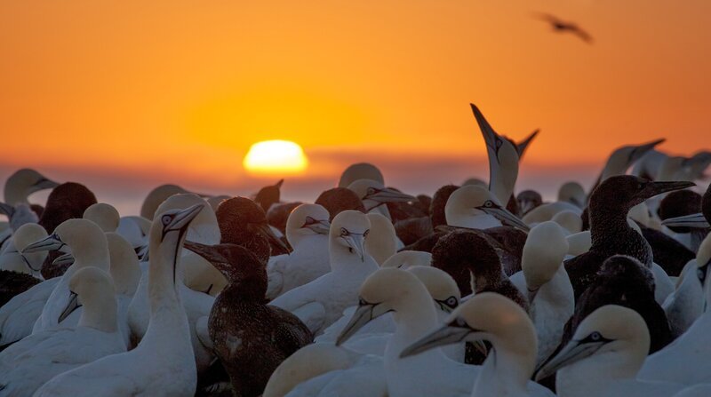 In der Kaptölpel-Kolonie gibt es derzeit viel Nachwuchs, erkennbar am dunklen Gefieder. – Bild: BR/​doclights/​NDR/​Michael Riegler