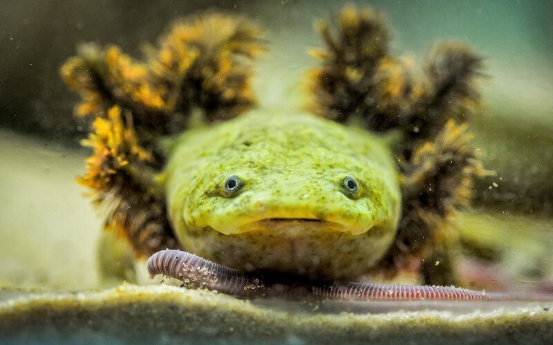 Pátzcuaro-Querzahnmolch. – Bild: ORF/​Universal/​Steve Rawlins