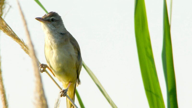 Rohrsänger. – Bild: ORF
