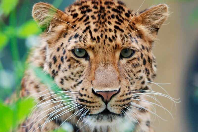 Der Chinesische Leopard Julius ist ein ganz sportlicher Typ. – Bild: ARD/​Jens-Uwe Heins