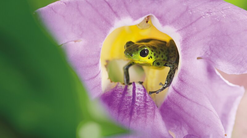 Bei giftigen Erdbeerfröschchen dient die auffällige Zeichnung als Warnung. – Bild: phoenix/​ZDF/​Humble BeeFilms