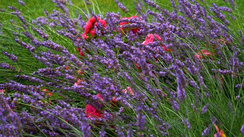Lavendel. – Bild: ORF/​Hans Jöchler