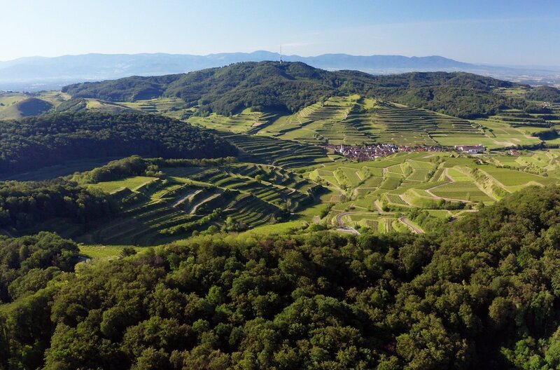 PHOENIX WILDES DEUTSCHLAND, „Der Kaiserstuhl – In die Hitze des Oberrheins“, am Freitag um 21:00 Uhr. Auf dem Hauptkamm wächst Wald, in tieferen Lagen ist der alte Vulkan von Weinbergen geprägt. – Bild: SWR/​Tobias Mennle Filmproduktion