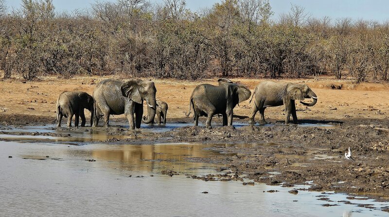 Wasserlöcher sind die besten Beobachtungspunkte, um Wildtiere und vor allem Elefanten zu sehen im Kruger Nationalpark. – Bild: WDR/​Marco Polo Film/​Annette Scheurich
