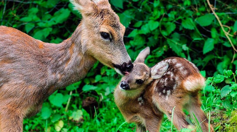 Universum: „Kitz & Co – Die Kunst des Verschwindens“, Warum hat ein Rehkitz weiße Flecken – und warum verschwinden sie, wenn es älter wird? Wieso sind Frischlinge gestreift und erwachsene Wildschweine nicht? Es sind ausgefeilte Tarnstrategien, die Kitz & Co das Überleben in der Natur sichern sollen. Universum-Regisseur Kurt Mündl begleitet das Heranwachsen eines Rehkitzes und zeigt, wie Tierkinder das Versteckspiel im Wald meisterlich beherrschen.Im Bild: Rehmutter und Kitz.  SENDUNG: ORF2 – SO – 31.12.2017⁠–⁠17:05 UHR. – Veroeffentlichung fuer Pressezwecke honorarfrei ausschliesslich im Zusammenhang mit oben genannter Sendung oder Veranstaltung des ORF bei Urhebernennung.  Foto: ORF/​Kurt Mündl Film/​Franz Cee.  Anderweitige Verwendung honorarpflichtig und nur nach schriftlicher Genehmigung der ORF-Fotoredaktion.  Copyright: ORF, Wuerzburggasse 30, A-1136 Wien, Tel. +43-(0)1⁠–⁠87878⁠–⁠13606 – Bild: phoenix/​ZDF/​ORF