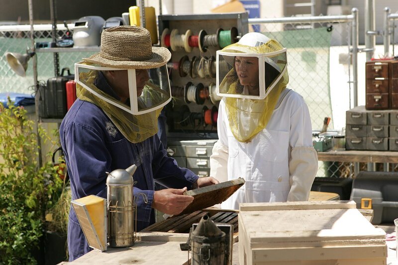 Grissom (William Petersen) und Sara (Jorja Fox) kümmern sich um den Bienenstock. – Bild: CBS BROADCASTING INC.