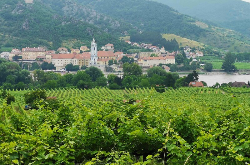 Blick über Weinfelder auf Dürnstein. – Bild: SWR/​Sven Kische