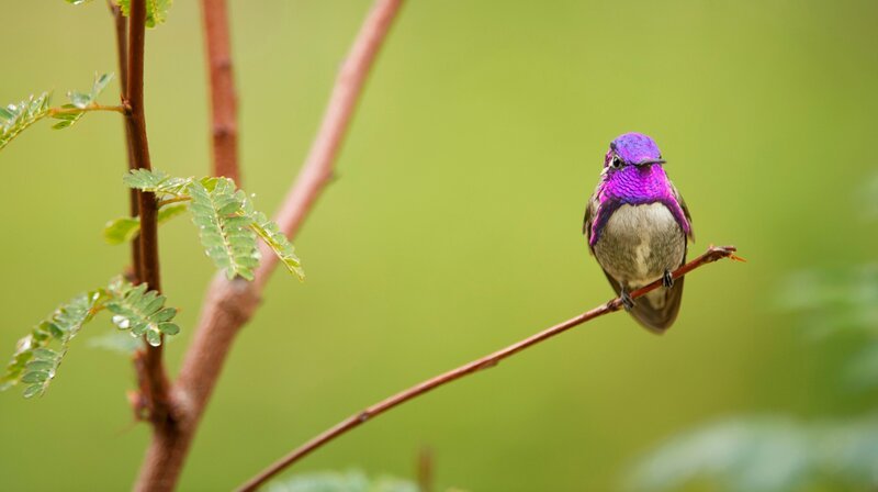 Kolibris nutzen ihre bunt schillernden Federn für die Partnerwerbung. – Bild: phoenix/​ZDF/​Getty Images