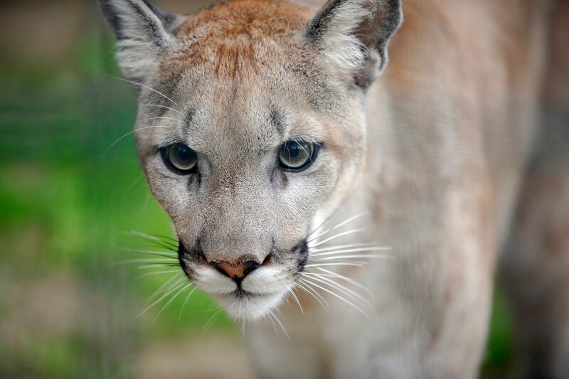 Missoula ist eine seltene Montana-Puma-Zuchtkatze, die im Tierpark von Hand aufgezogen wurde. – Bild: rbb/​Thomas Ernst