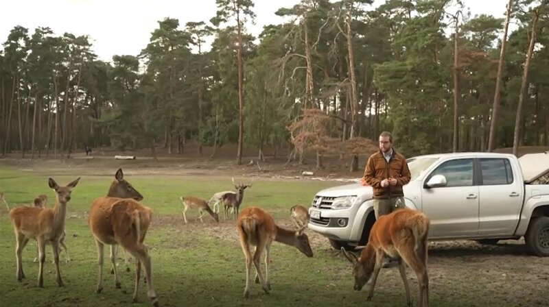 Wölfe heulen, Hirsche röhren, der Ziegenbock Egon meckert, der Muffelbock liegt gähnend unterm Baum und Diana, der Seeadler, läuft lieber statt zu fliegen. Ein Besuch im Wildpark Johannismühle mit Tanzbären, Nachteulen und Platzhirschen. – Bild: rbb/​Lars Maibaum