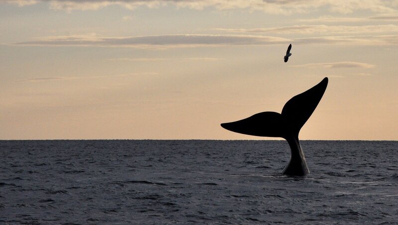 Orca /​ Killerwal ist einer der intelligentesten Bewohner des Wassers. – Bild: Geo Television