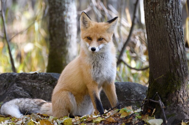 Im japanischen Volksglauben ist er mal wohlwollend, mal hinterhältig. Im Zweiten Weltkrieg wurde er sogar als Waffe eingesetzt: der Fuchs. – Bild: Elephant Doc