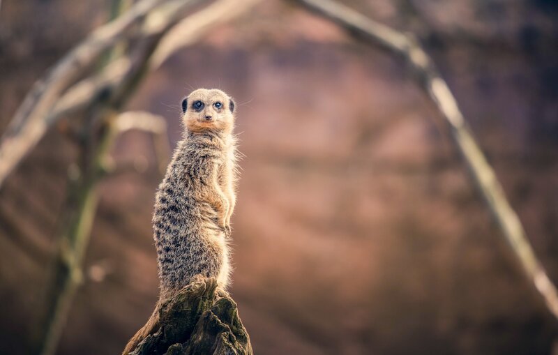 Erdmännchen Beagle. – Bild: ORF/​Universal