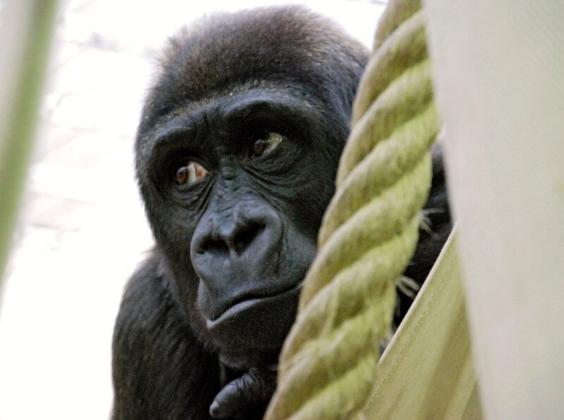 Die Affenaufzucht in der Wilhelma hat eine lange Tradition. Eisbär, Affe & Co. berichtet heute über die Anfänge der berühmten Jungtieraufzuchtstation – Bild: SWR/​Thorsten Backofen