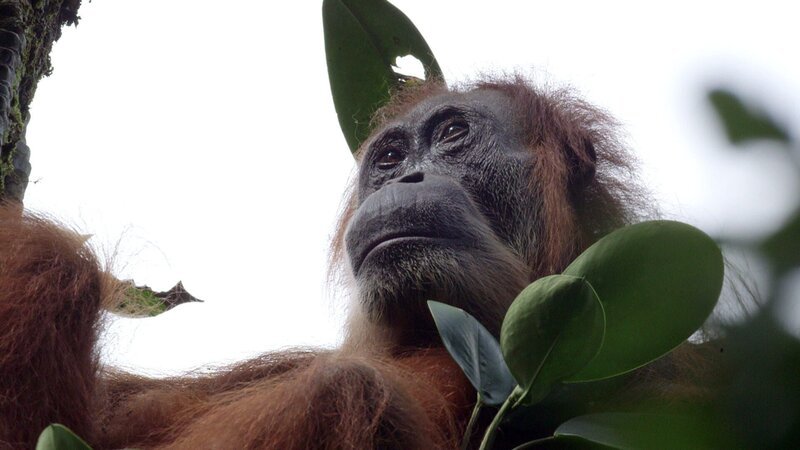 Gober, ein weiblicher Orang-Utan, Mutter mehrerer Kinder, erblindet wegen Grauem Star, erfolgreich operiert, kehrt nach vielen Jahren in ihre Heimat zurück, den Regenwald von Sumatra. – Bild: BR/​tigerbaby.tv