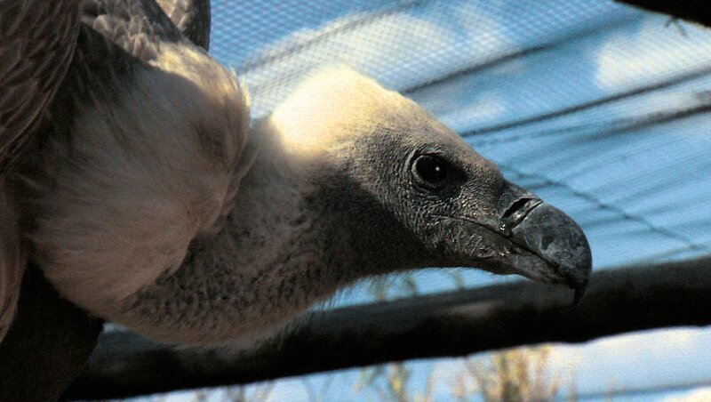 Die oft ruppige Geierdame Assam. – Bild: BR/​SWR/​Francois Botha