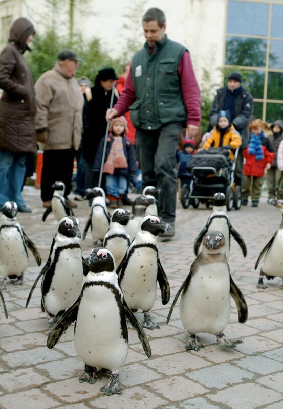 Peter Vollbracht, Revierleiter Polarium und Bären, begleitet die Pinguine auf ihren Freigang durch den Zoo. Eine Attraktion für die Besucher. – Bild: Melanie Grande /​ BR, WDR