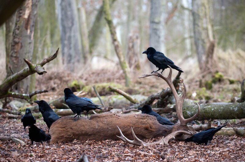 Kolkraben sind ein wichtiger Teil des Netzwerks der Tiere im Wald. Sie ernähren sich unter anderem von Aas. – Bild: nautilusfilm/​NDR