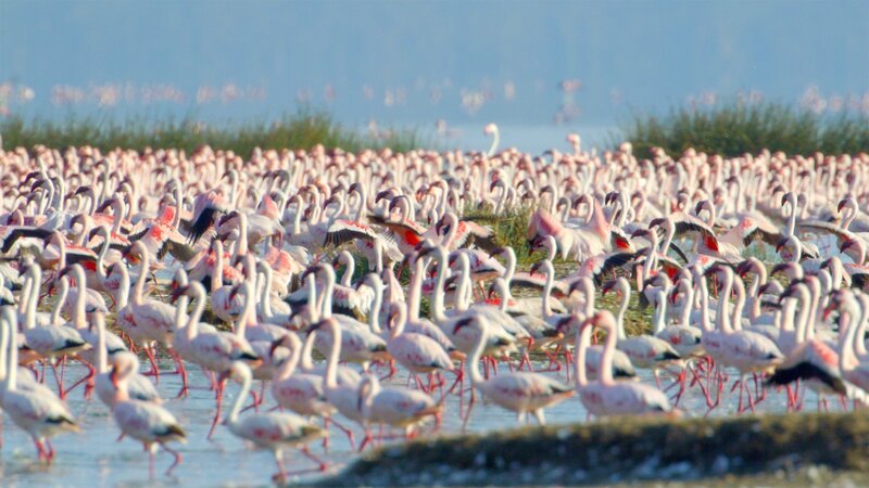 Flamingos im Krueger Nationalpark; Afrika von oben – Wildnis Flamingos im Krueger Nationalpark – Bild: SRF/​ZDF Studios