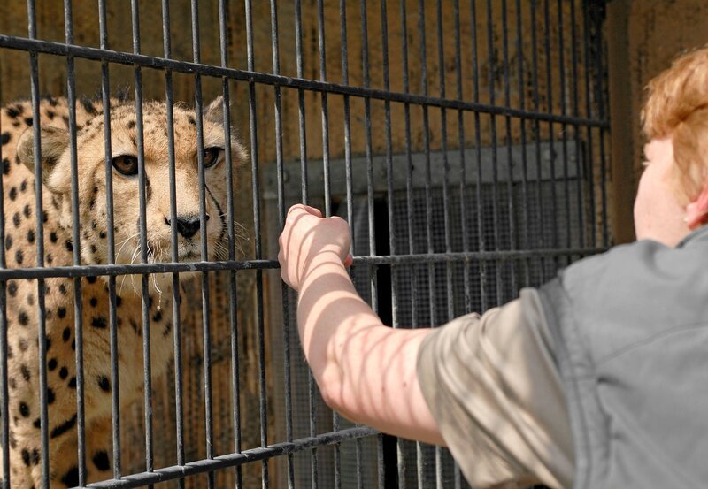Tierpflegerin Carin Fels bei den Geparden. – Bild: BR/​WDR/​Melanie Grande