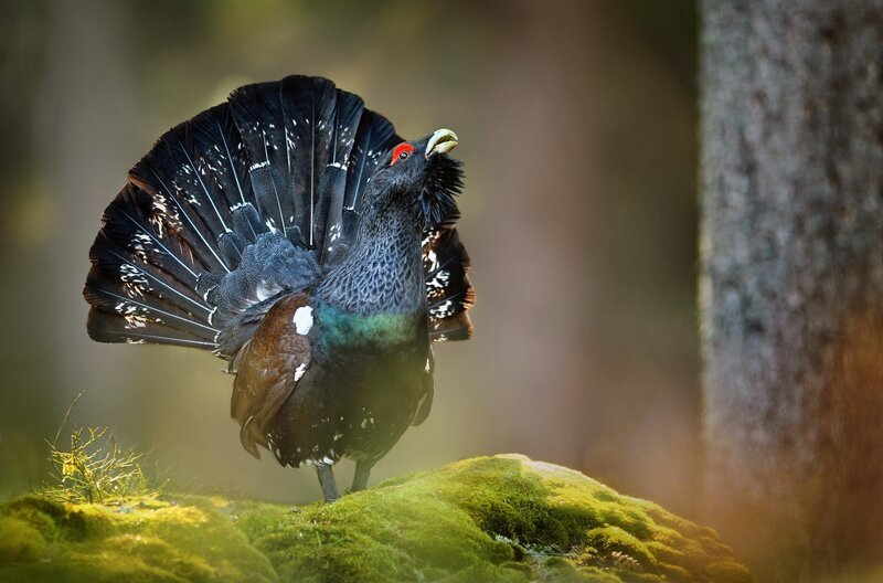Auerhühner sind bei uns durch intensive Forstwirtschaft und Massentourismus bedroht. Die urwüchsigen Wälder oberhalb des Kochelsees aber bieten unseren größten europäischen Hühnervögeln einen Lebensraum. Hier lassen sich die großen Auerhähne noch bei der Balz beobachten. – Bild: Milan Krasula/​iStockphoto