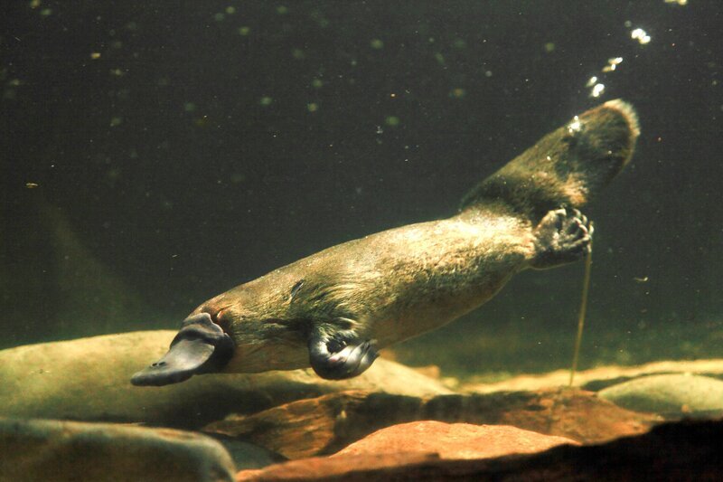 Schnabeltiere finden ihre Nahrung unter Wasser. Sie wühlen im Schlamm und wenden Steine, um an Insektenlarven, Würmer und Krabben zu gelangen. – Bild: Terra Mater /​ Matt Hamilton
