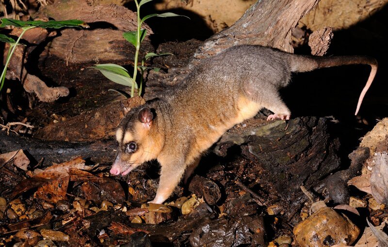 Ein Opossum auf Nahrungssuche – Bild: Terra Mater /​ Light and Shadow /​ Carol Foster