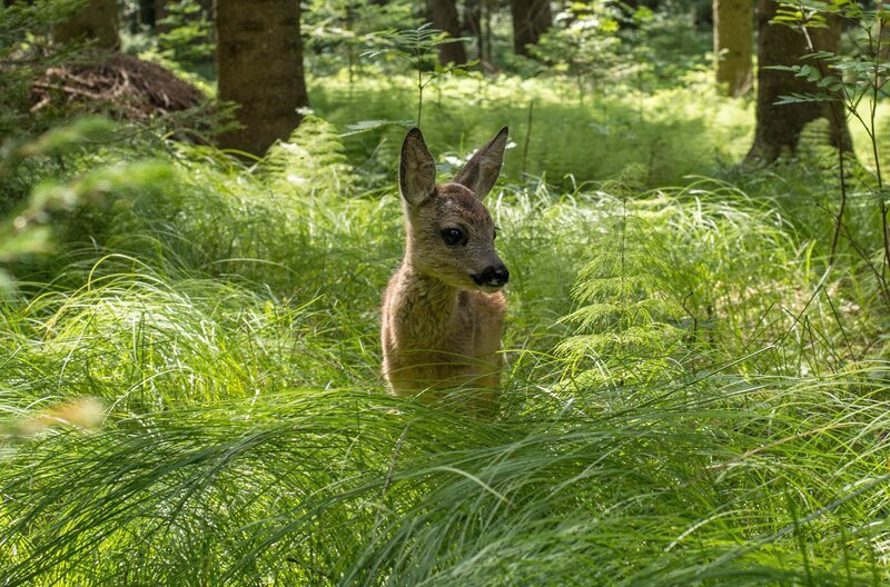 Rehe sind Anpassungskünstler und kommen in fast allen Lebensräumen zurecht. Im Wald können sich die Kitze besonders gut verstecken, um sich vor Feinden zu schützen. – Bild: Jan Haft/​NDR