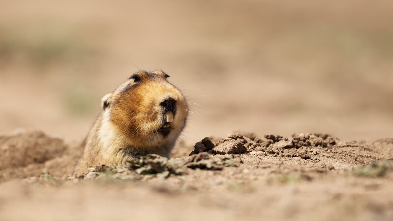 Close up of a big-headed African mole-rat, Bale Mountains, Ethiopia. – Bild: www.dgwildlife.com/​Dgwildlife/​Dgwildlife