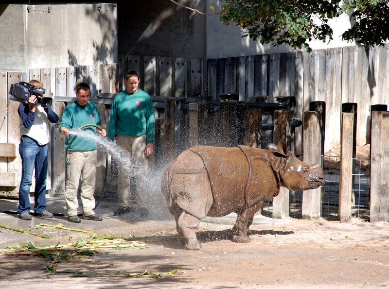 Großputz in der Wilhelma. Auch das Nashorn bekommt eine Dusche. – Bild: SWR/​Thorsten Backofen