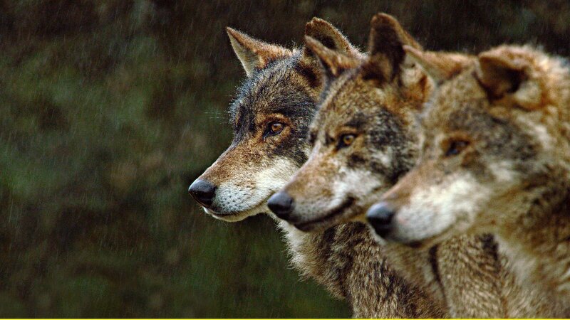 Ein Rudel iberischer Wölfe ist in der unzugänglichen Bergwelt Nordportugals auf der Jagd. – Bild: ZDF und WDR/​Light & Shadow GmbH