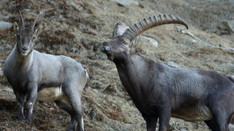Almen und Felswände bieten Steinböcken ein Zuhause. – Bild: ZDF/​Hubert Schönegger