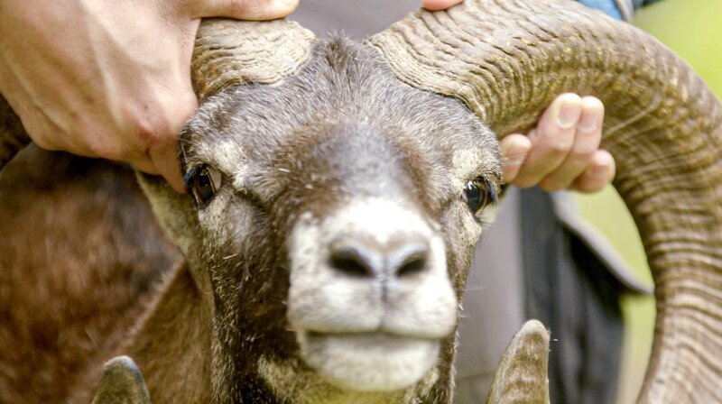 Mufflon-Männchen haben große schneckenförmig gedrehte Hörner. – Bild: BR/​Text und Bild Medienproduktion GmbH & Co. KG/​Uwe Kielhorn