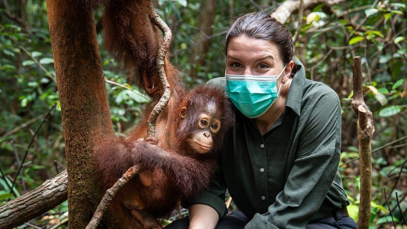 Waldschule für Waisen: In der Auffangstation lernen junge Orang-Utans täglich, welche Pflanzen essbar sind, wie man Nester baut und an Termiten kommt – Fähigkeiten, die über ihr Überleben entscheiden. – Bild: ZDF