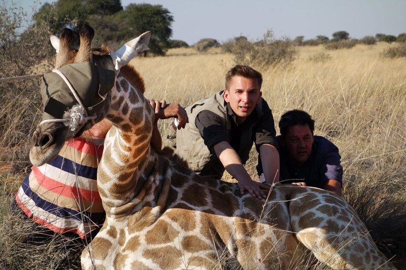 Eric Mayer ist in Namibia, um in aufwändigen und lebensgefährlichen Aktionen Giraffen umzusiedeln. Denn der Mensch hat den Lebensraum der Giraffen in Afrika zerstört. Jetzt muss er den Giraffen helfen, damit sie überleben. – Bild: ZDF/​Simone Grabs