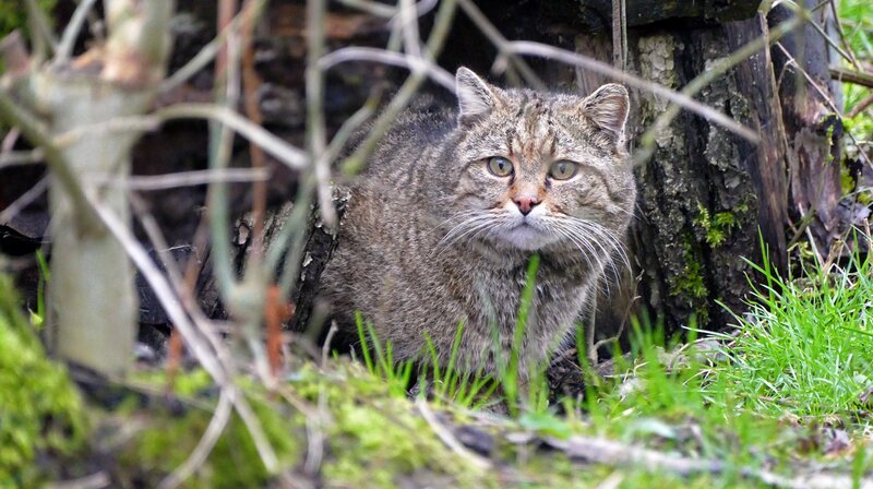 Wildkatzen sind Einzelgänger. Tagsüber verstecken sie sich gerne in Baumhöhlen, erst nachts gehen sie auf die Jagd. – Bild: BR/​Text und Bild Medienproduktion GmbH & Co. KG/​Ben Wolter