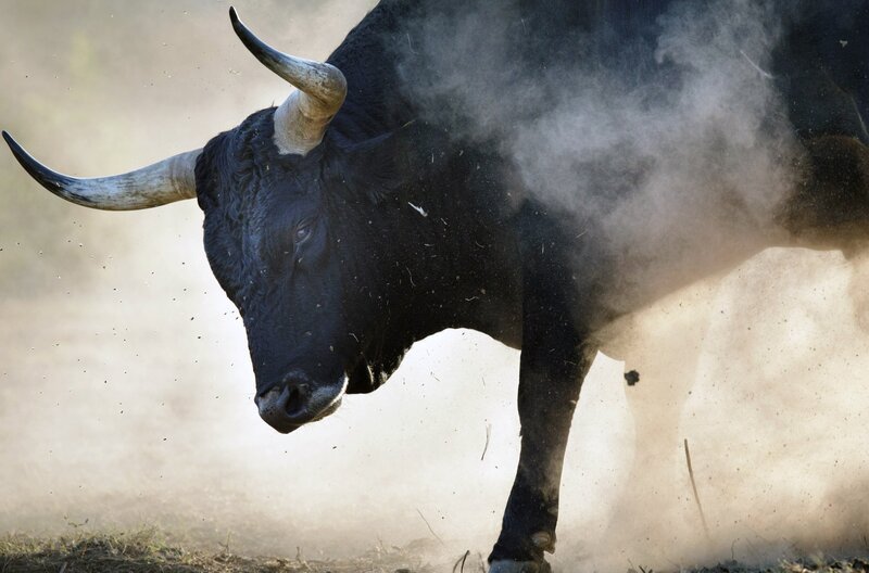 Ein Taurusrind beim Demonstrieren seiner Stärke auf der Lika-Hochebene in Kroatien – Bild: Dr. Rita Schlamberger/​ScienceVision Filmproduktion