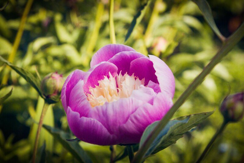 Hinter den Hecken – Folge 10 Pfingstrosengarten in Sigriswil BE Pfingstrose – Bild: SRF