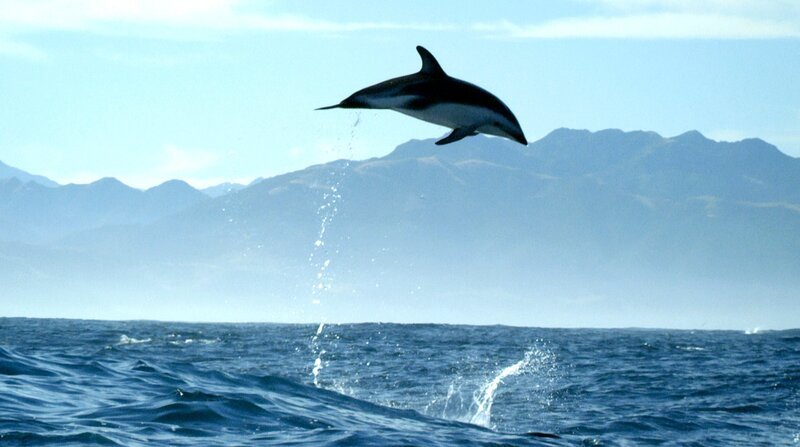 Schwarzdelfine kommunizieren nicht nur über ihr Sonar und verschiedene Click-Laute miteinander. Auch mit ihren Sprüngen und der Art, wie sie ins Wasser tauchen, geben sie sich gegenseitig Signale. – Bild: NDR/​BBC