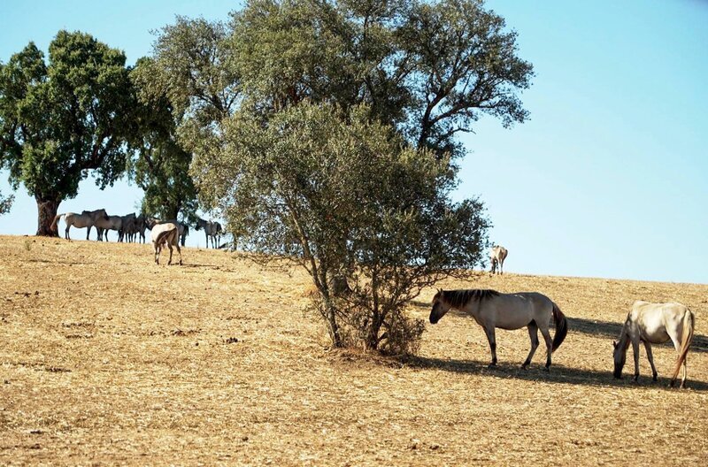 Im portugiesischen Golegã besteht eine Verbundenheit zu einer der ältesten Reitpferderassen der Welt: dem Lusitano. Die Pferde gelten als außerordentlich wendig, mutig und intelligent und wurden ab dem 18. Jahrhundert für eine besondere Reitkunst genutzt. – Bild: Elephant Doc