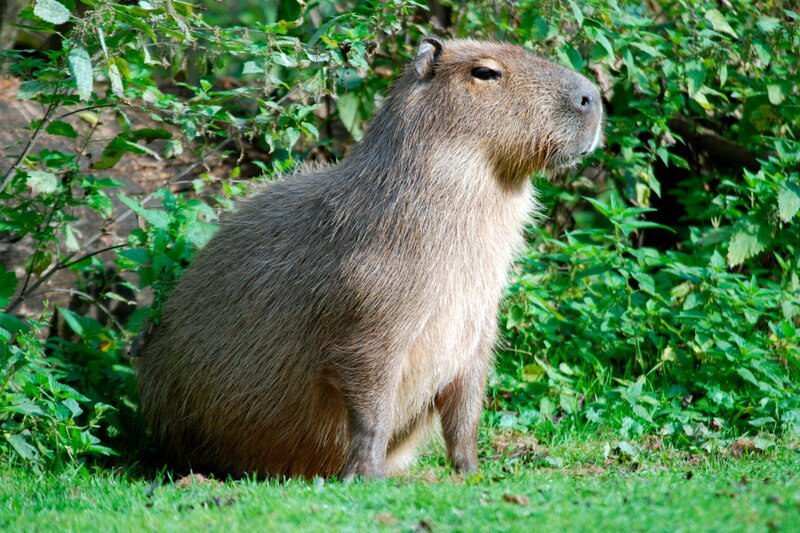 Die Wasserschweine dürfen endlich an die frische Luft. – Bild: BR/​Jens-Uwe Heins