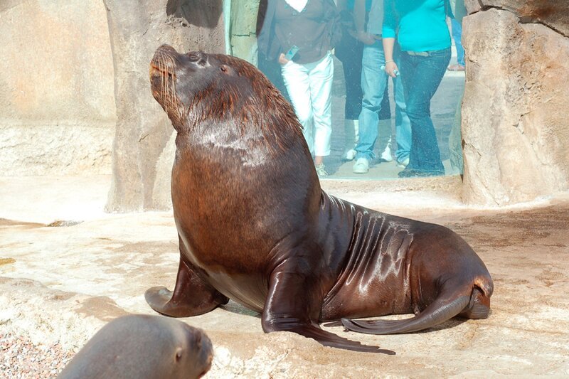 Seelöwenbulle Sailor im Jaderpark. – Bild: Radio Bremen/​Volkmar Struessmann