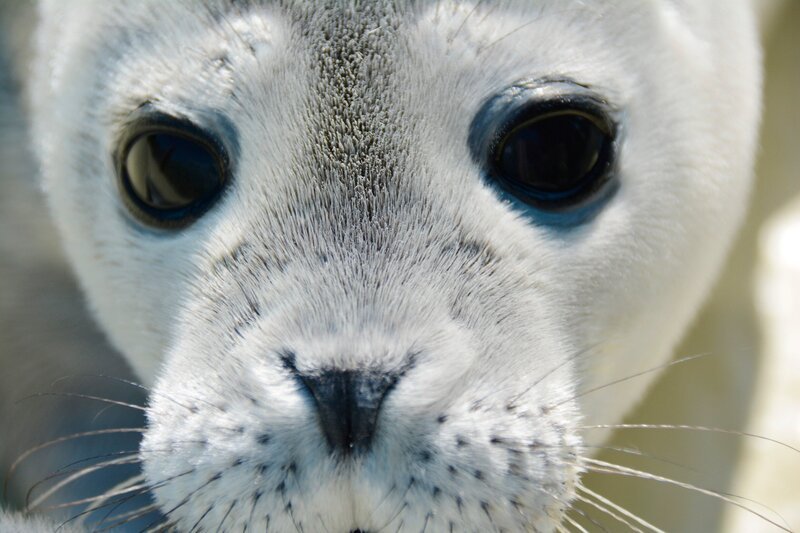 Heuler in Friedrichskoog. – Bild: Radio Bremen/​Volkmar Struessmann