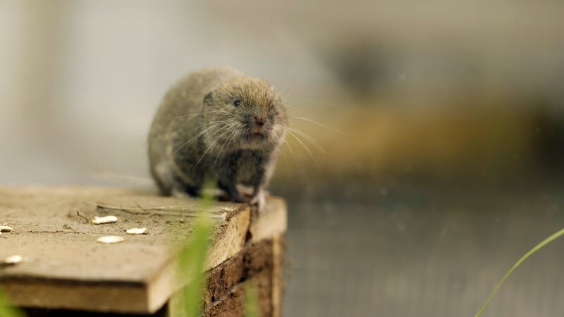 Im Alpenzoo Innsbruck gelang die erste Nachzucht von Bayerischen Kurzohrmäusen. – Bild: BR/​Längengrad Filmproduktion GmbH/​Erik Stick