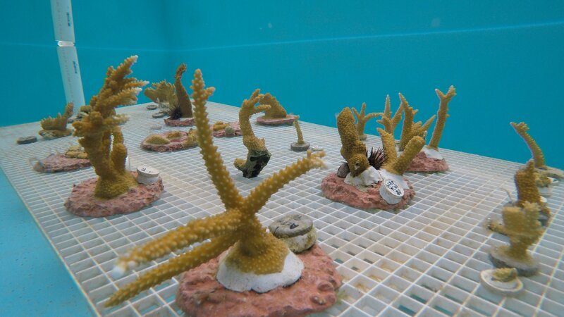 Korallenzucht der Meeresschutzorganisation „OceanMind“. – Bild: BBC/​Studio Silverback
