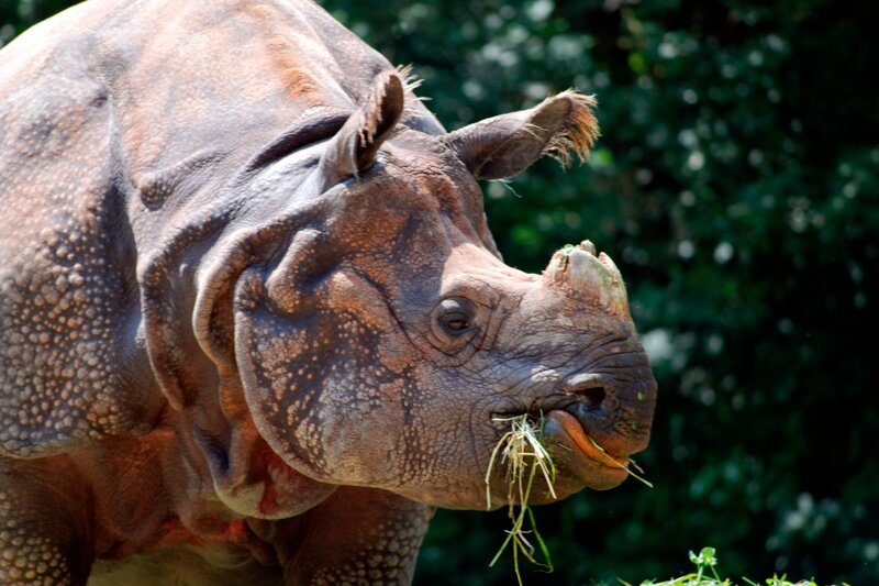 Eine Sensation – Panzernashorn Rapti ist schwanger. Weiteres Bildmaterial finden Sie unter www.br-foto.de. – Bild: Jens-Uwe Heins