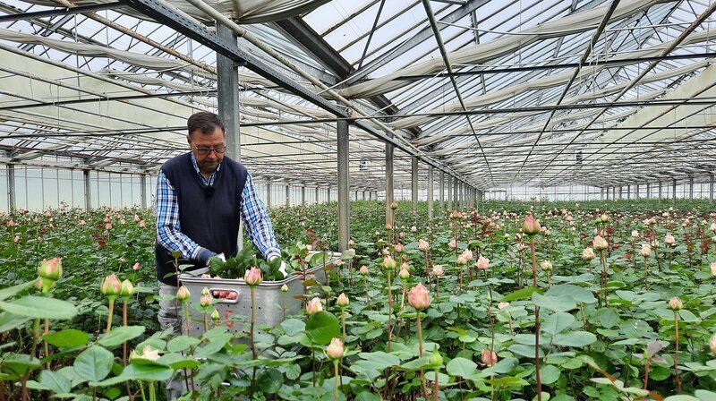 Auf der Rosenplantage von Sandra und Helmut Heinken in Delmenhorst wird täglich geerntet. Muttertag ist der wichtigste Termin des Jahres für alle Gärtnereibetriebe und Floristen. – Bild: NDR/​FILMBLICK Hannover
