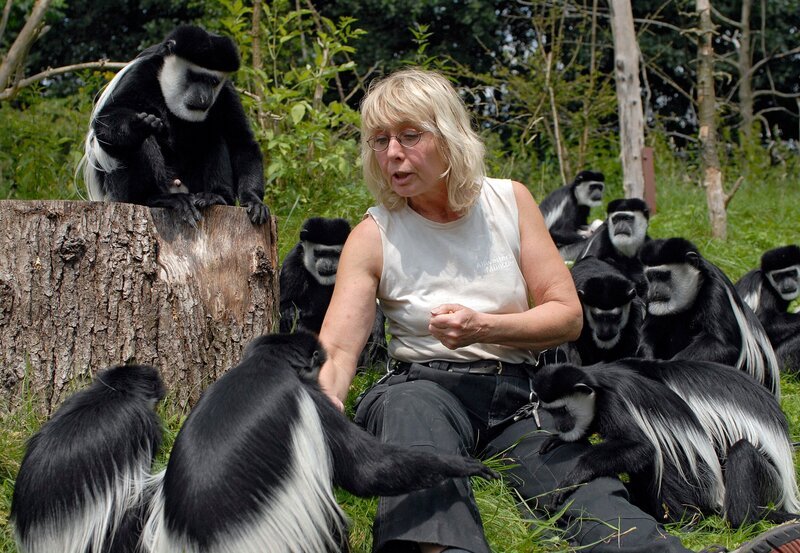 Spielzeit für die Guerezas mit Revierleiterin im Africaneum Bärbel Uphoff. – Bild: Melanie Grande