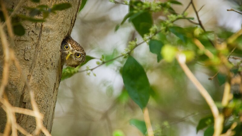 Cuba-Sperlingskauz. – Bild: ORF III